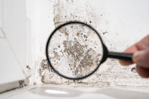 Best Commercial Mold Inspection  in Greenlawn, NY